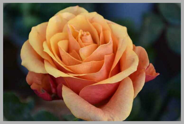 Narancs színû rózsa